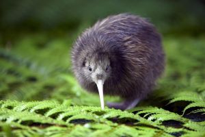 kiwitest